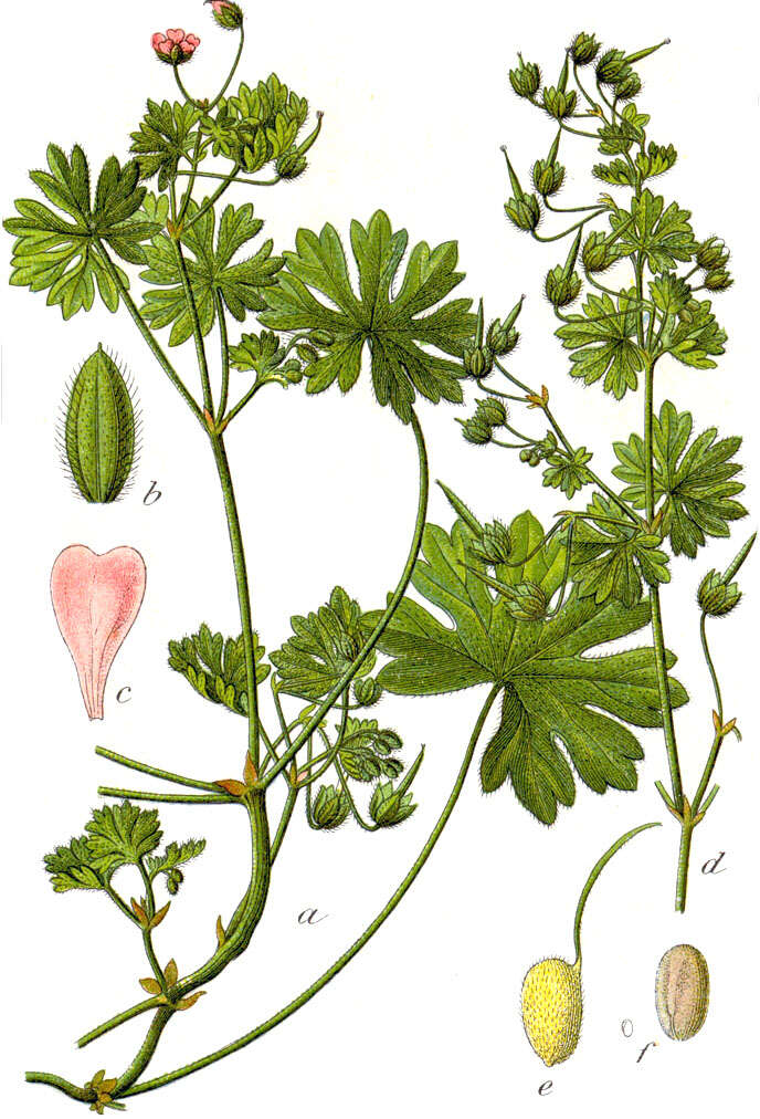 Imagem de Geranium pusillum L.