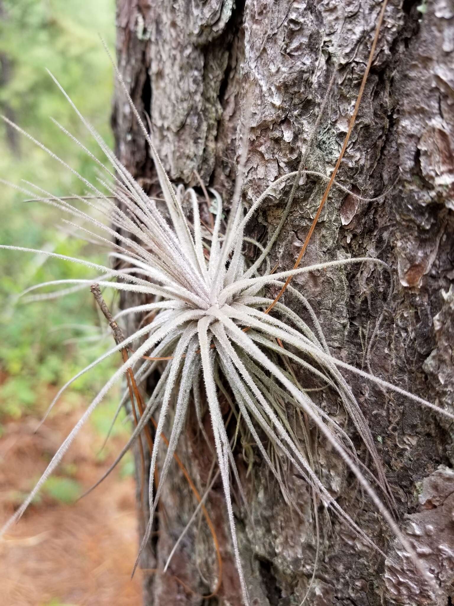 Image of Tillandsia magnusiana Wittm.