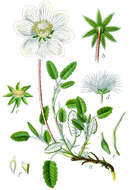 Imagem de Dryas octopetala L.