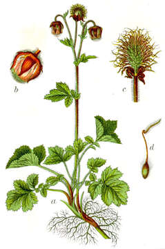 Image of Water Avens