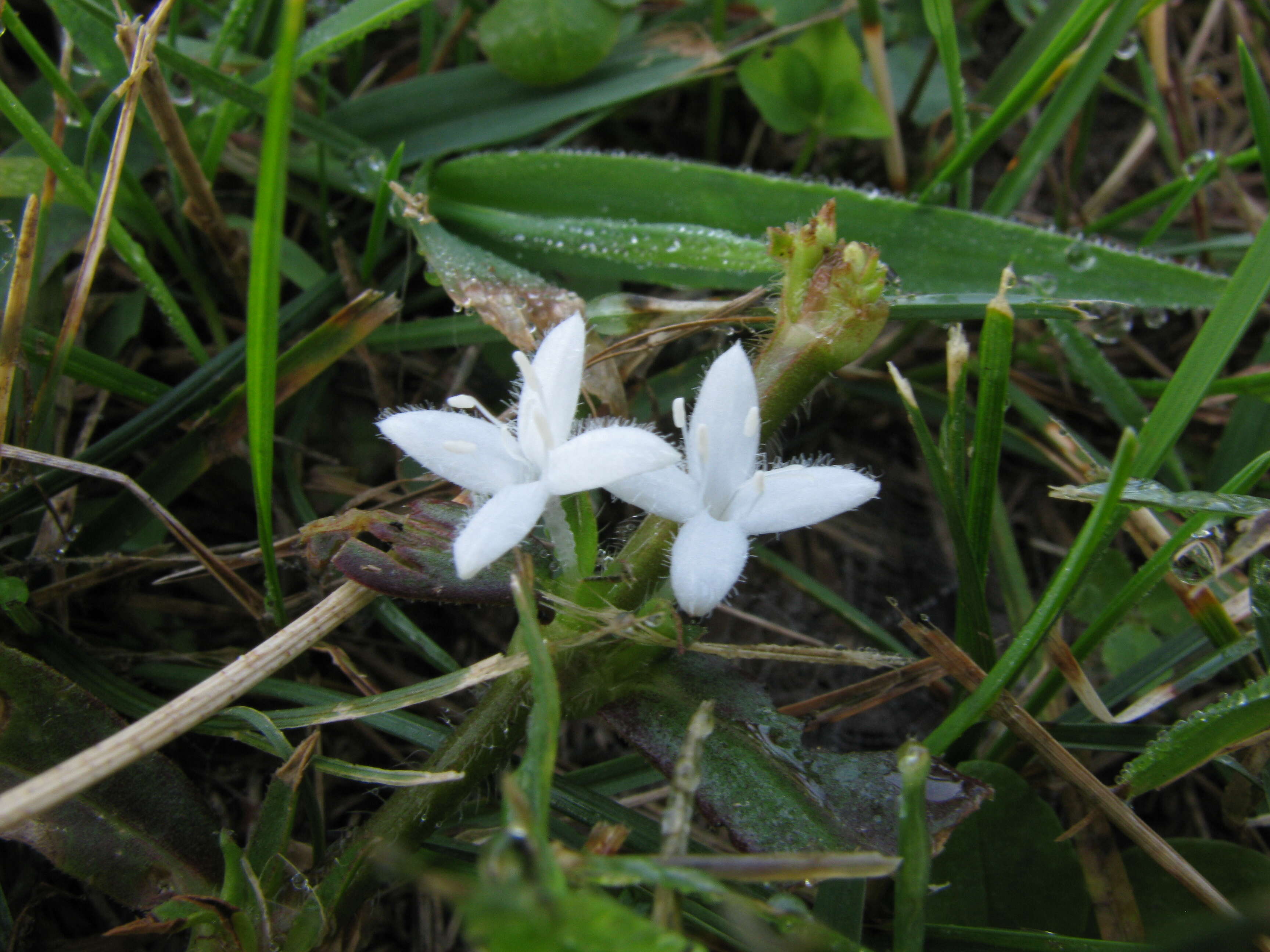 Image of Virginia buttonweed