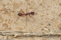 Image of Myrmecia nigriscapa Roger 1861