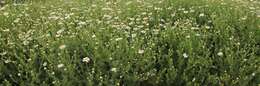 Image of Austrian chamomile