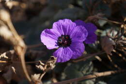 Image of Erodium guttatum (Desf.) Willd.