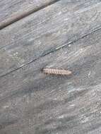 Image of Flat-backed millipede