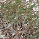 Image of Eucalyptus copulans L. A. S. Johnson & K. D. Hill