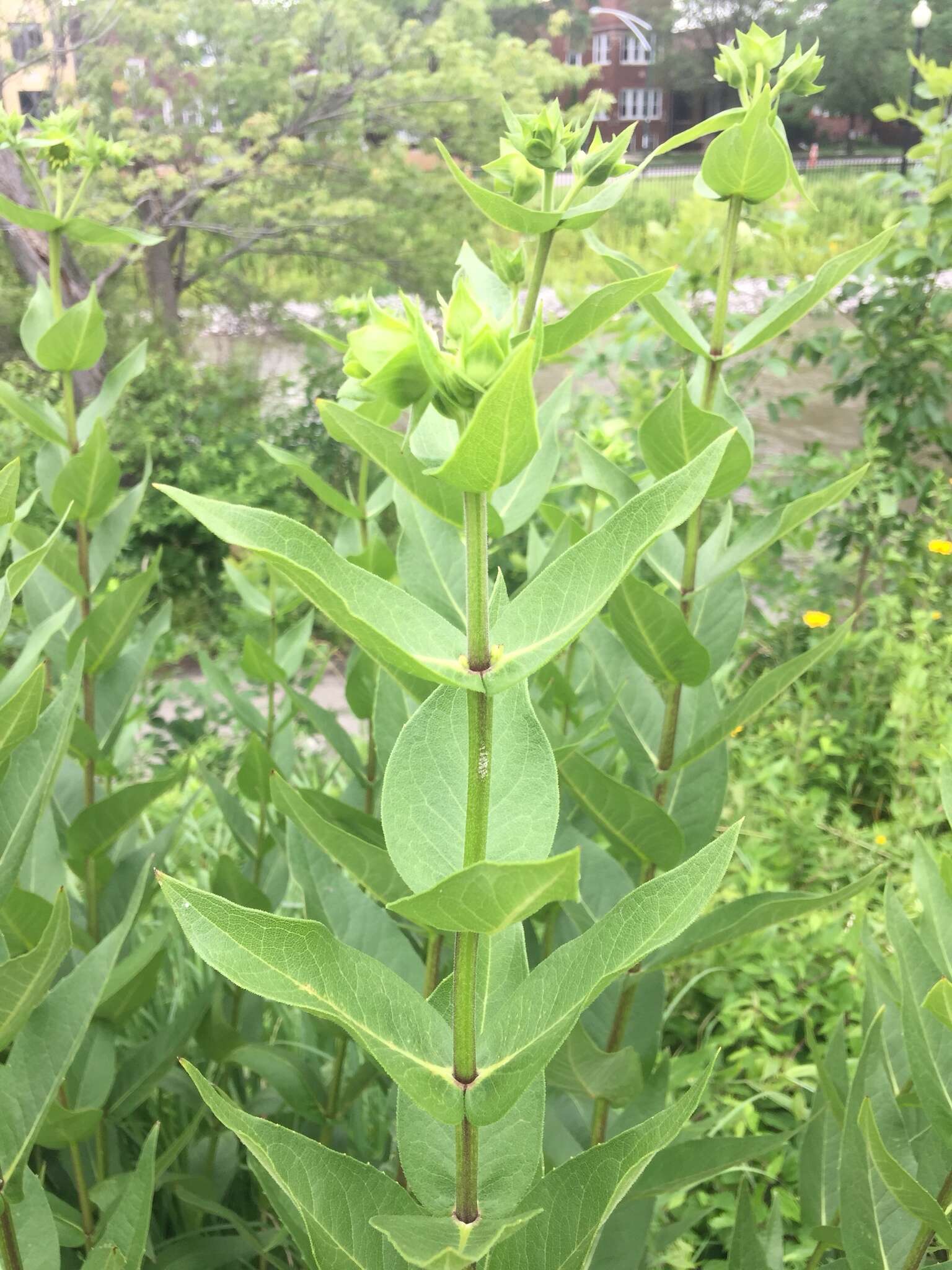 Image de Silphium integrifolium Michx.