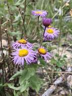 Слика од Erigeron formosissimus Greene