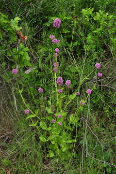 Image of Valeriana congesta (Lindl.) Byng & Christenh.