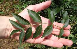 Image of Narrow-leafed Ash