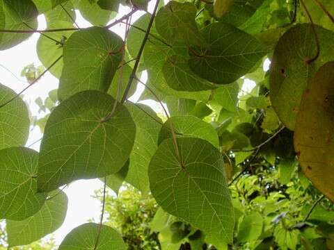 Image of parasol leaf tree