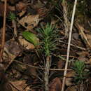 Слика од Petrosedum amplexicaule subsp. tenuifolium (Sm.) M. Velayos