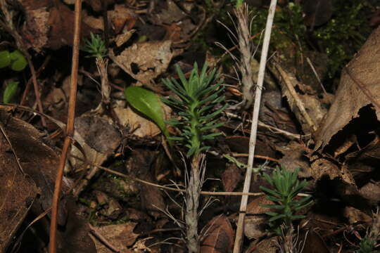 Слика од Petrosedum amplexicaule subsp. tenuifolium (Sm.) M. Velayos