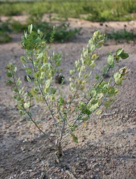 Image of field pennycress