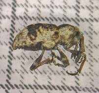 Image of Grypus equiseti (Fabricius & J. C. 1775)