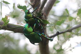 Imagem de Chrysophora chrysochlora (Latreille 1812)