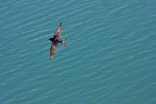 Image of Hirundo Linnaeus 1758