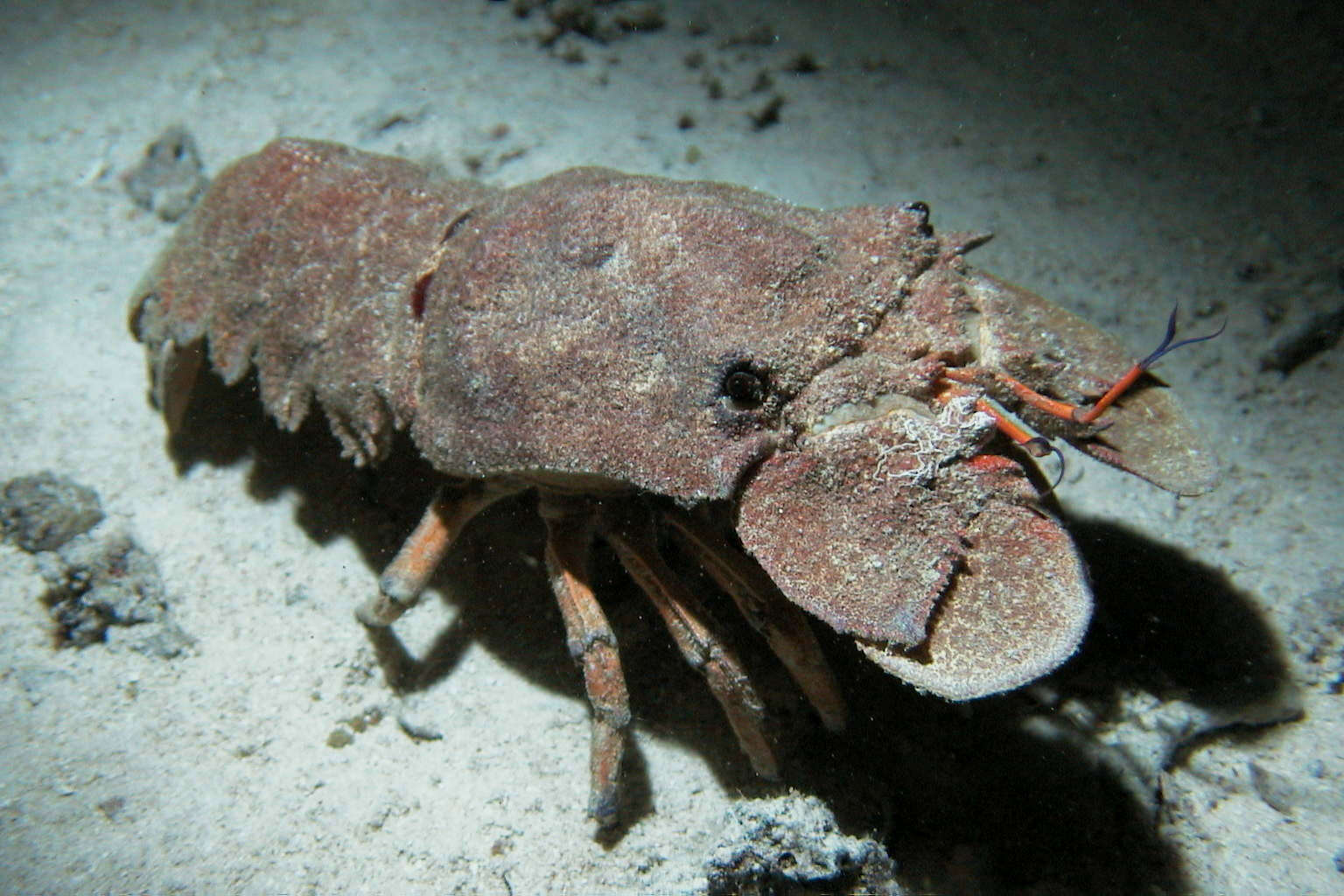 Image of slipper lobsters