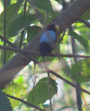 Image of Long-tailed Manakin