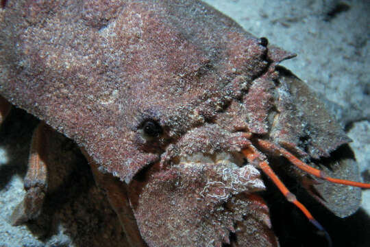 Image of Mediterranean Slipper Lobster