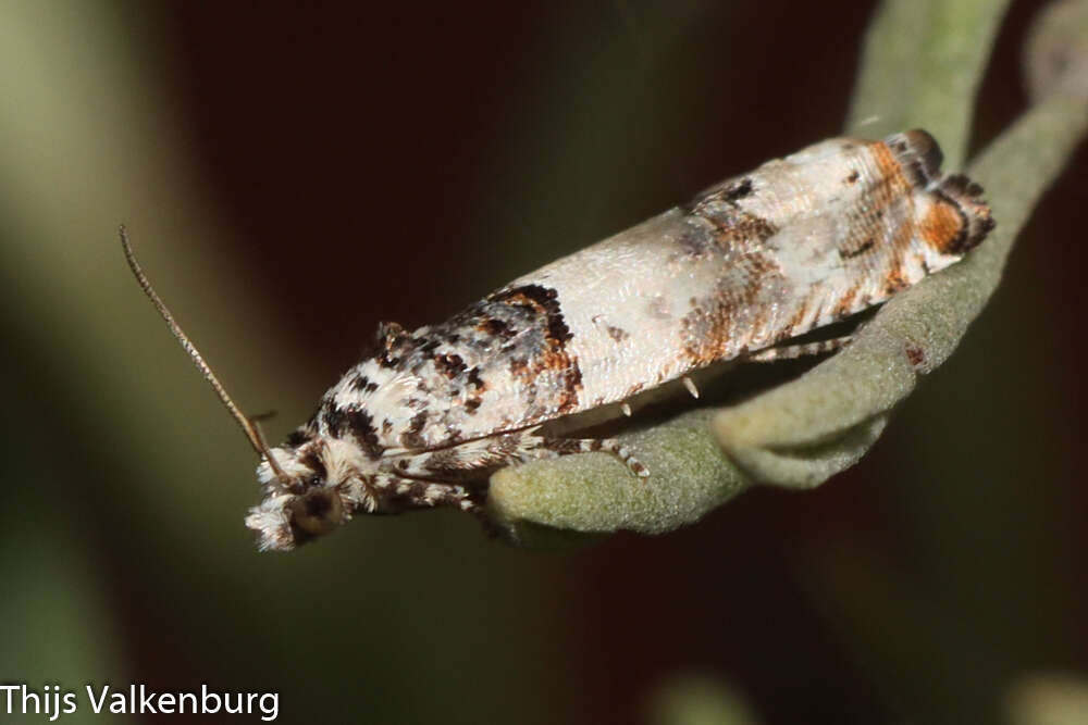 Image of Epinotia thapsiana Zeller 1847