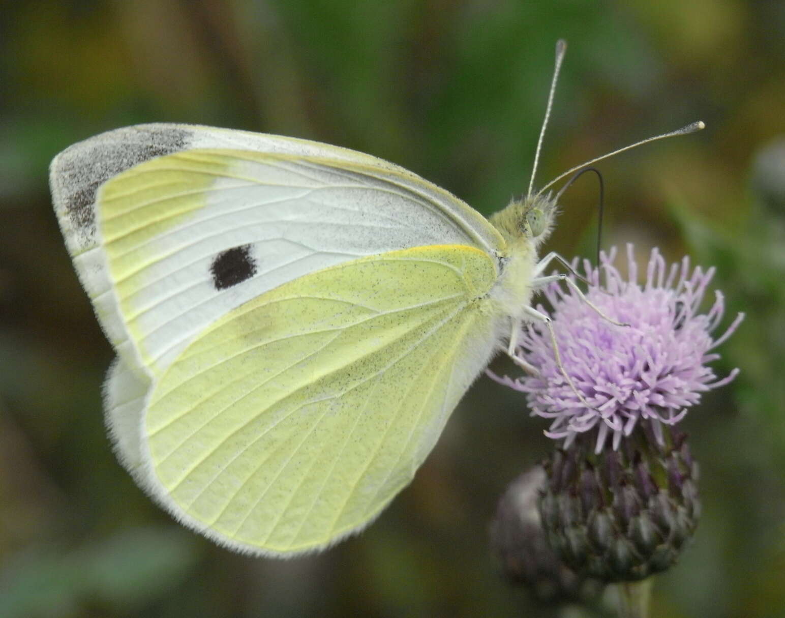 Image of small white