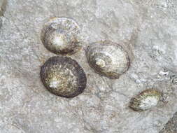 Image of Mediterranean limpet