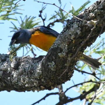 Image of Blue-and-yellow Tanager