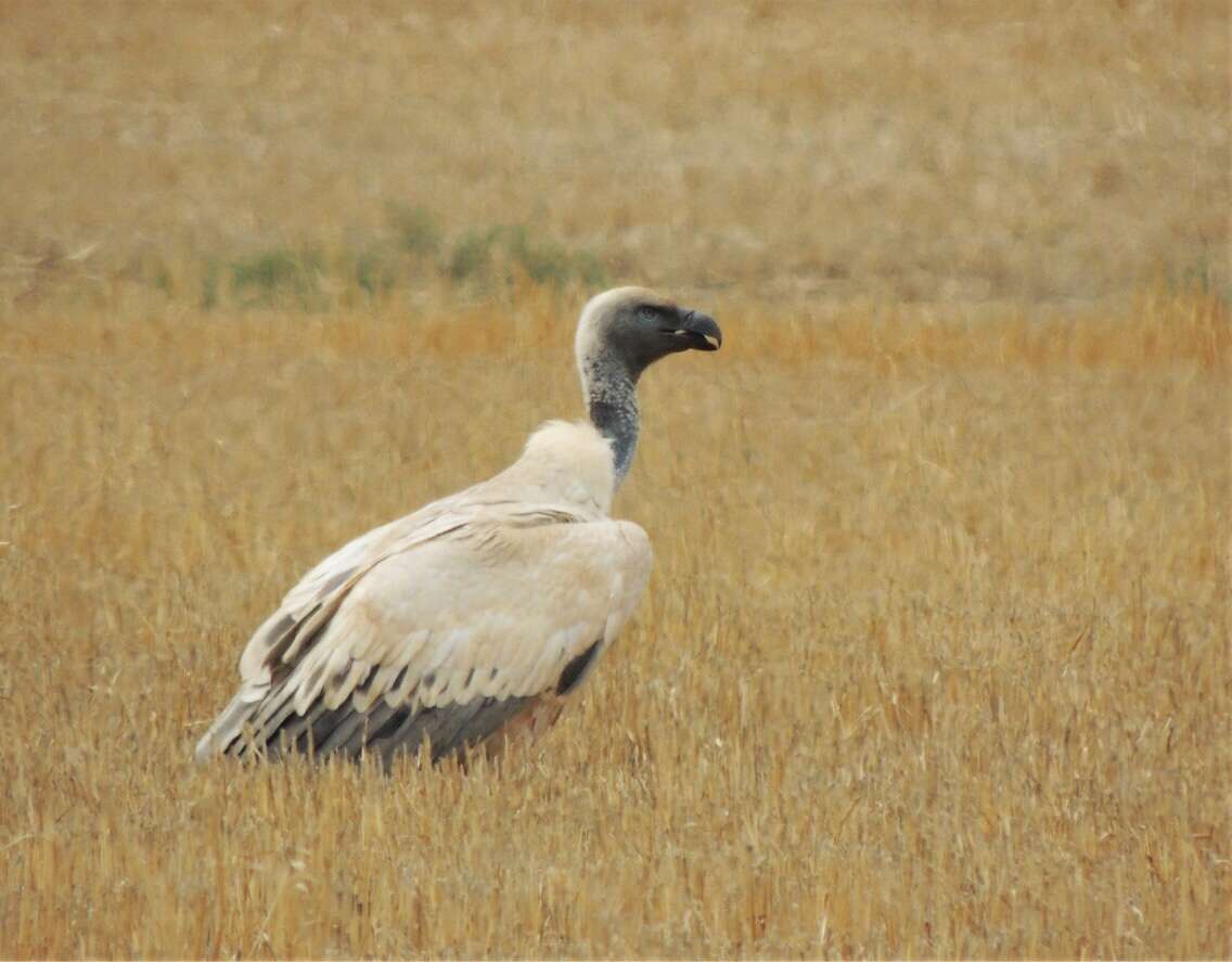 Image of Cape Griffon