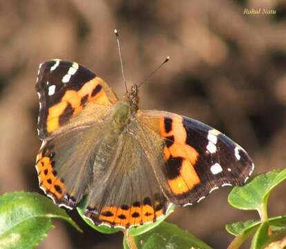 Image of Asian Admiral