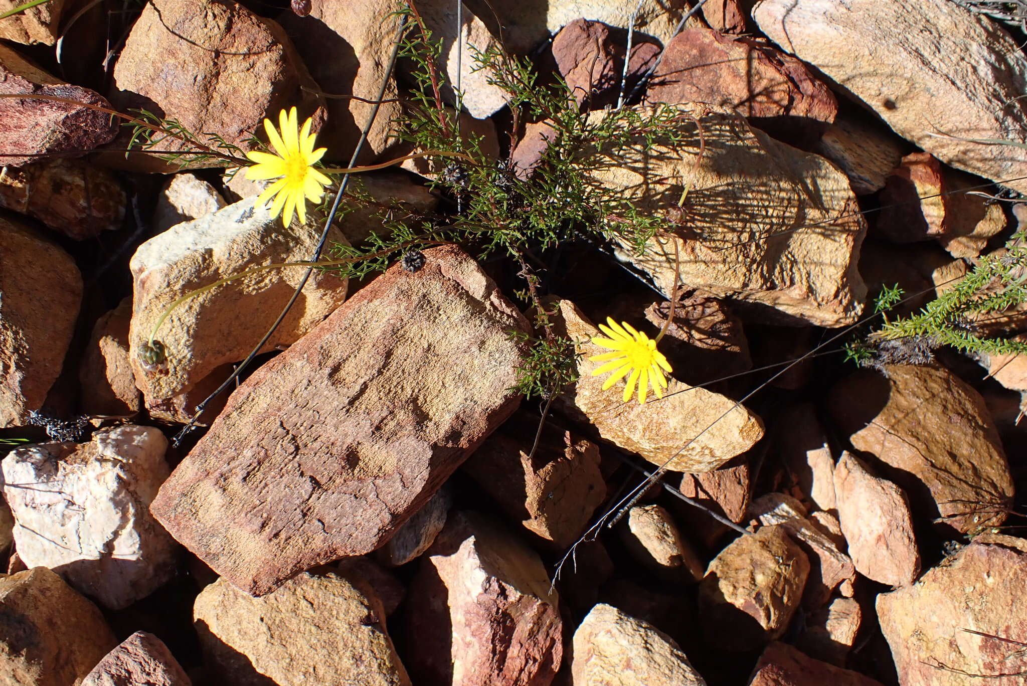 Image of Ursinia heterodonta (DC.) N. E. Br.