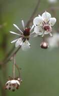 Image of Streambank Pseudosaxifrage