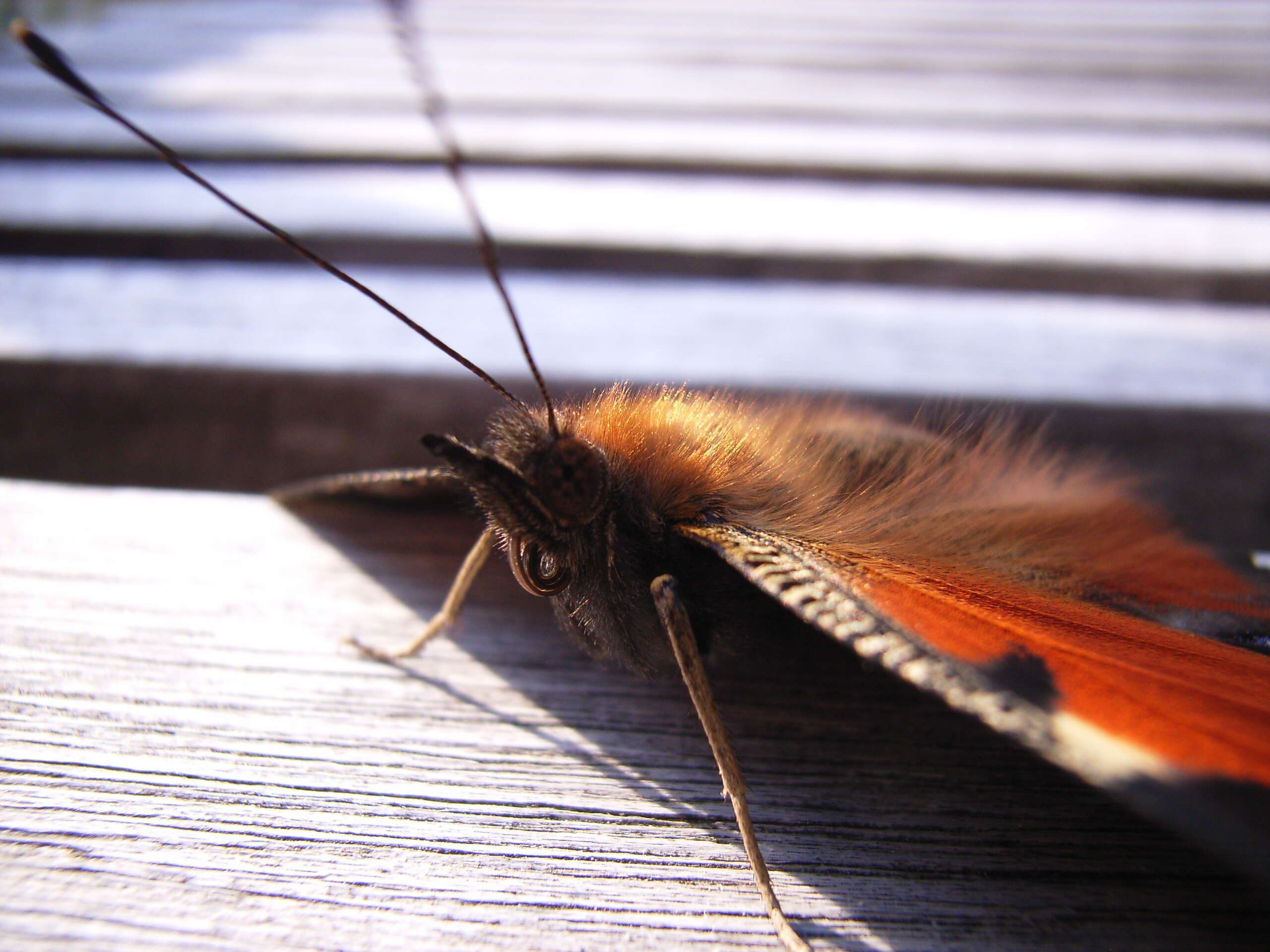 Image of Aglais io