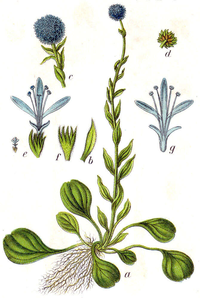 Image of Globularia vulgaris L.
