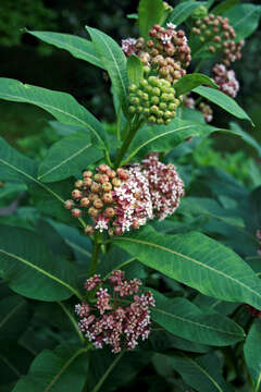 Image of common milkweed