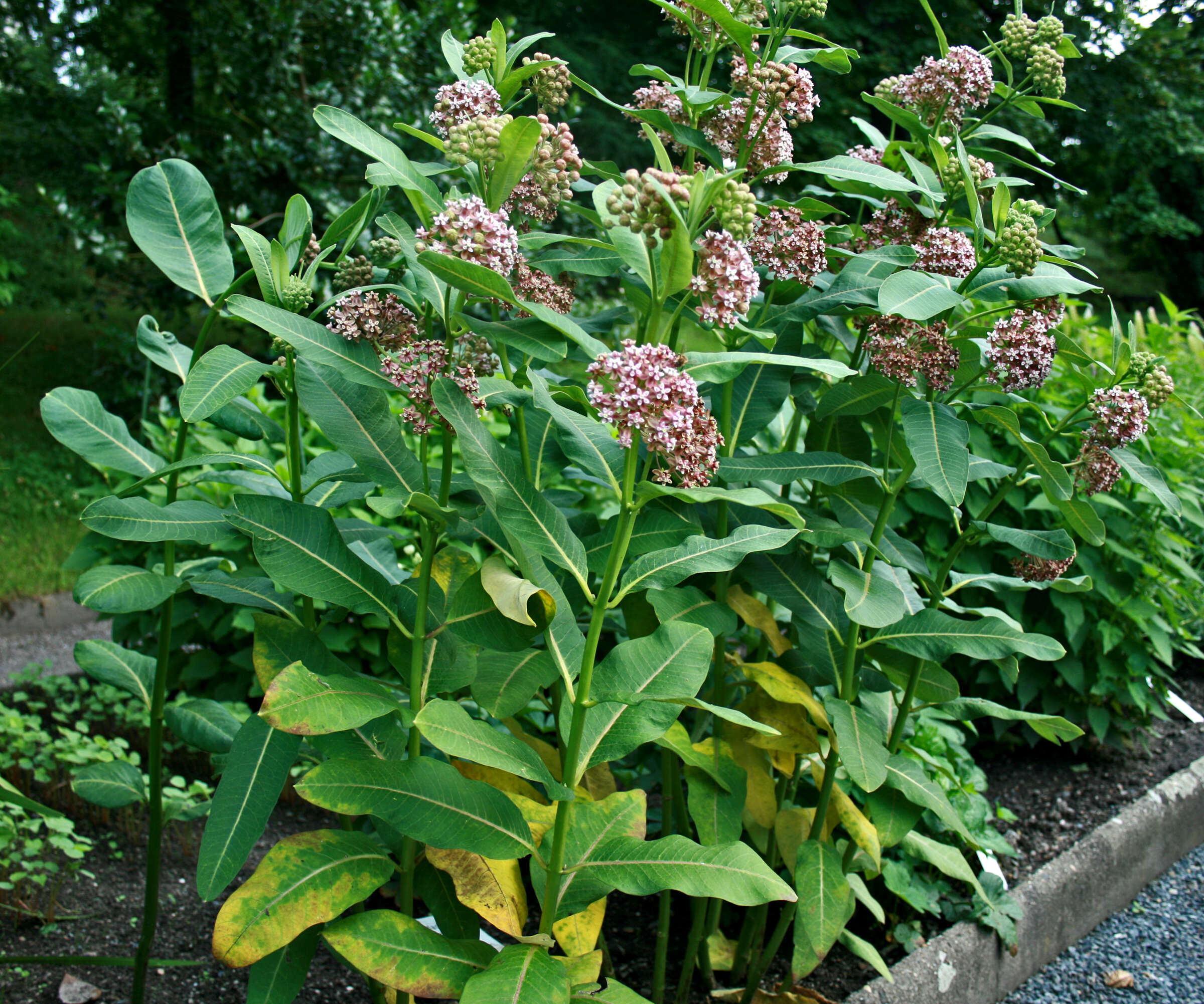 Image of common milkweed