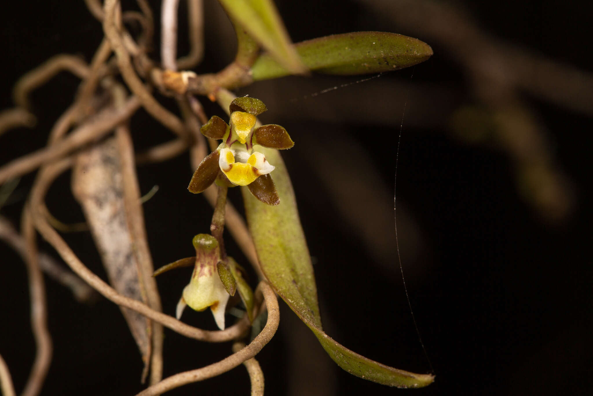 Plancia ëd Plectorrhiza tridentata (Lindl.) Dockrill