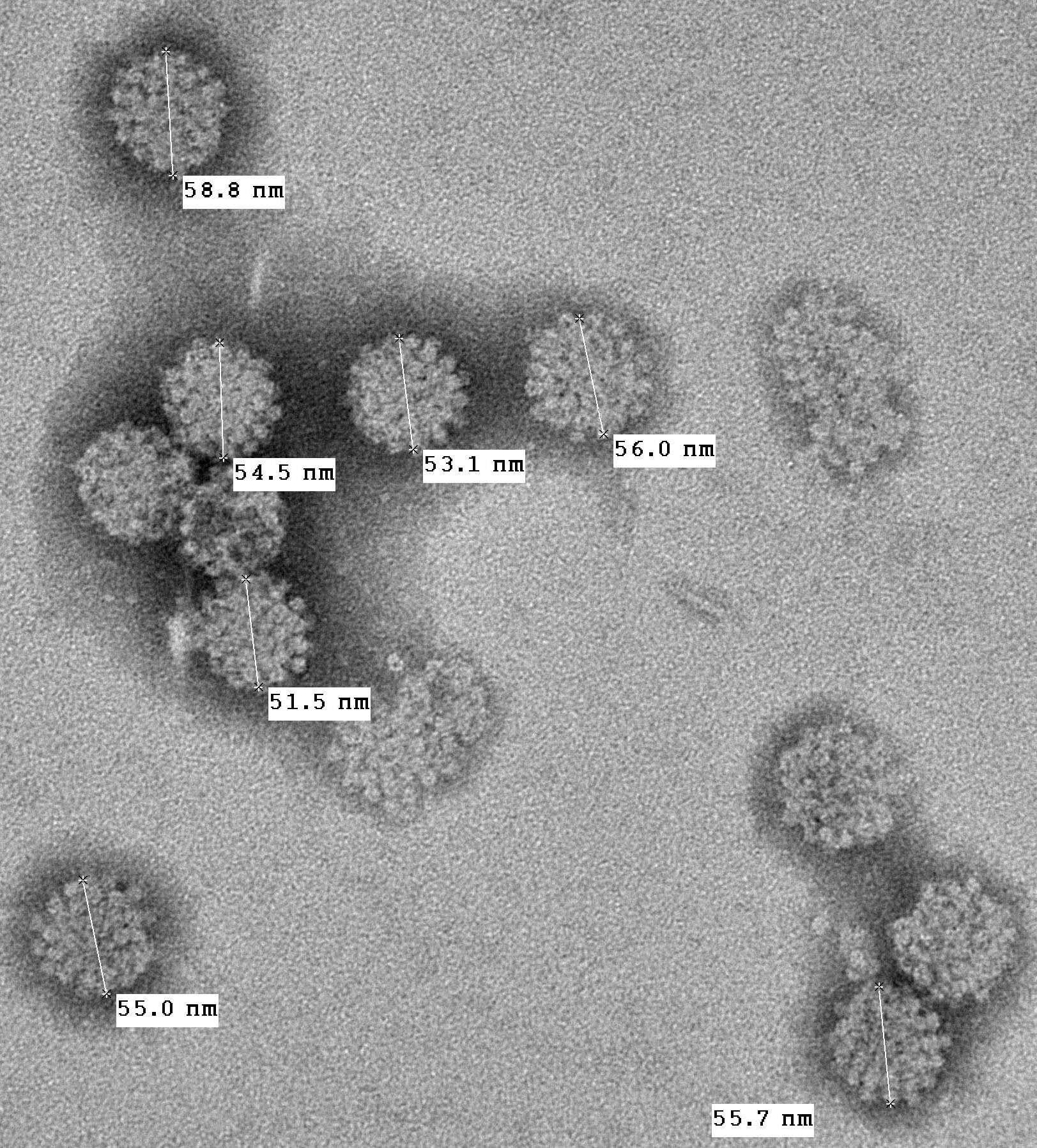 Image of Merkel cell polyomavirus