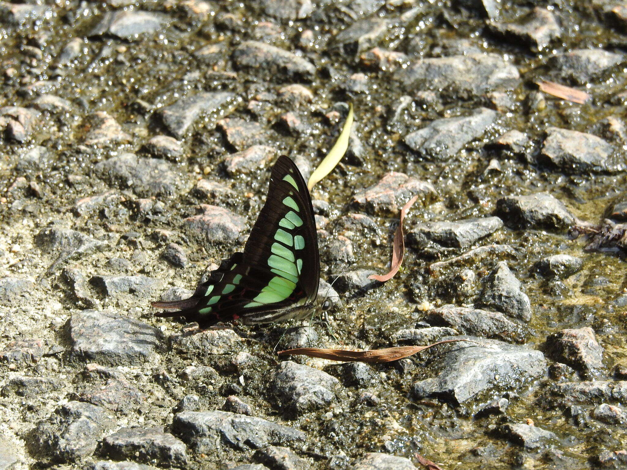 Image of Glassy Bluebottle Butterfly