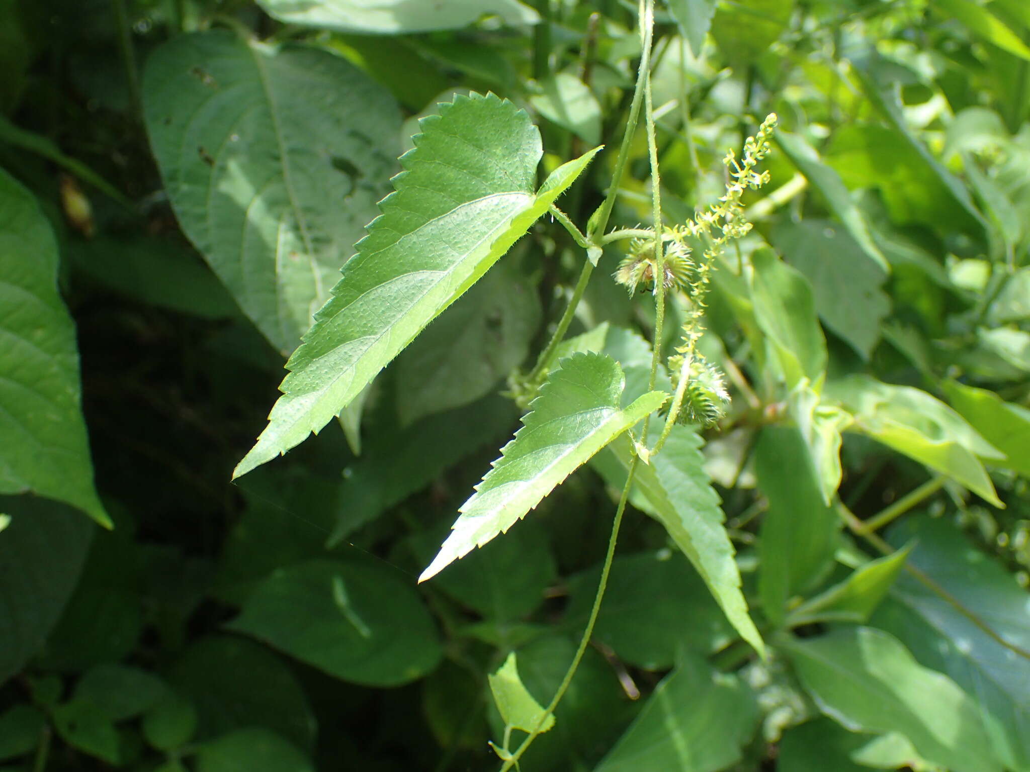 Image of Tragia durbanensis Kuntze