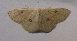 Image of birch mocha