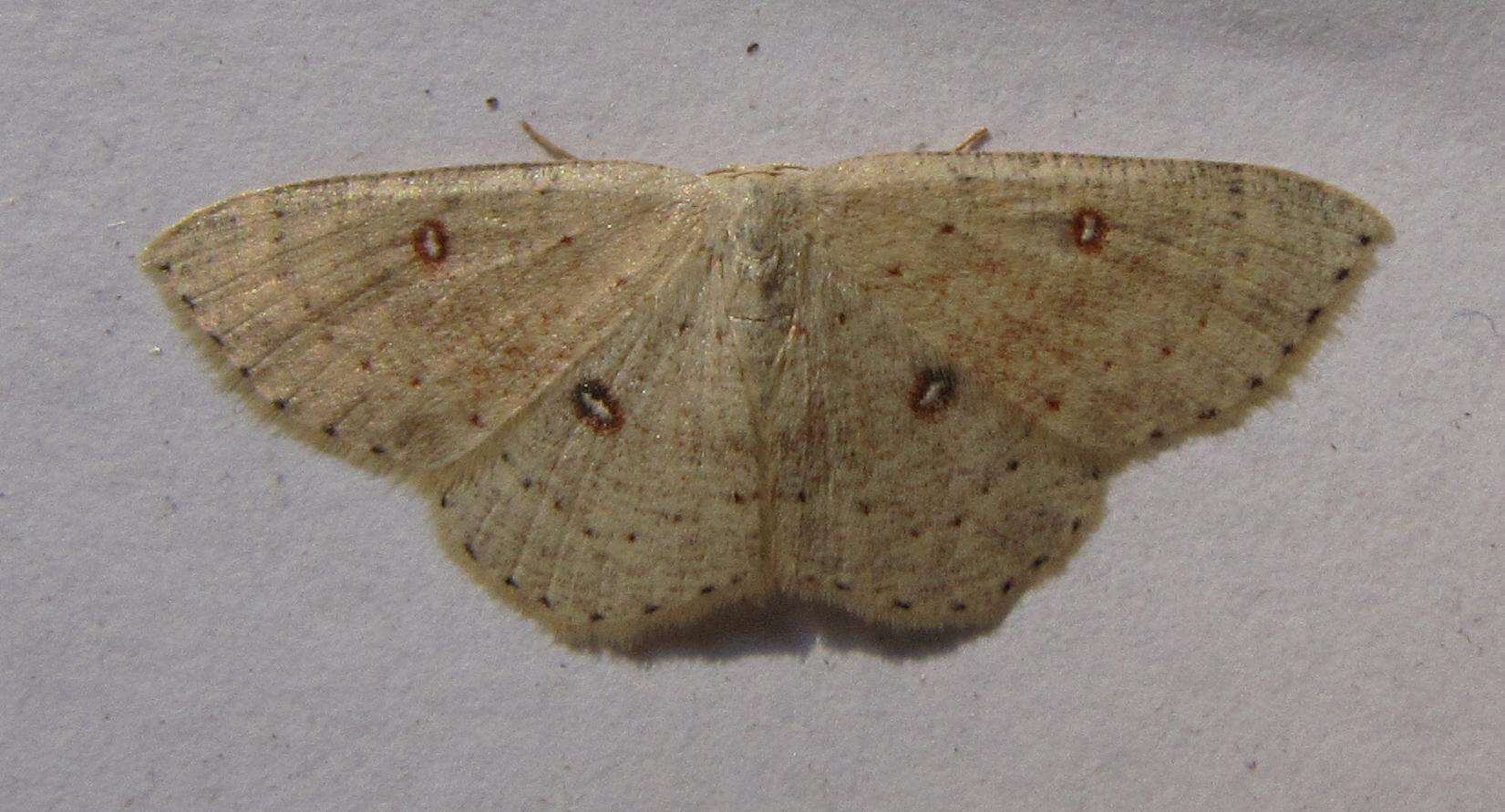 Image of birch mocha