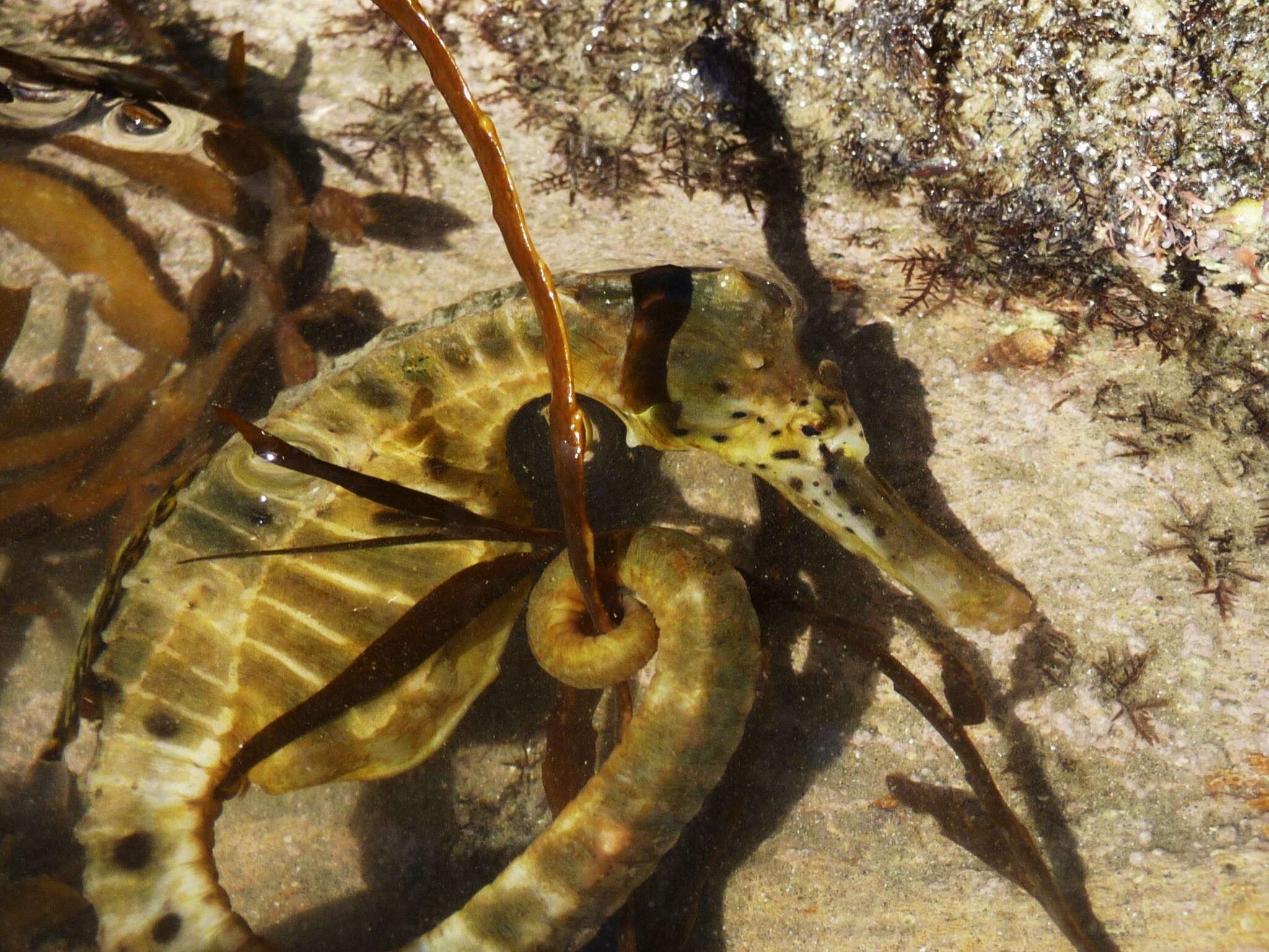 Image of Big-belly Seahorse