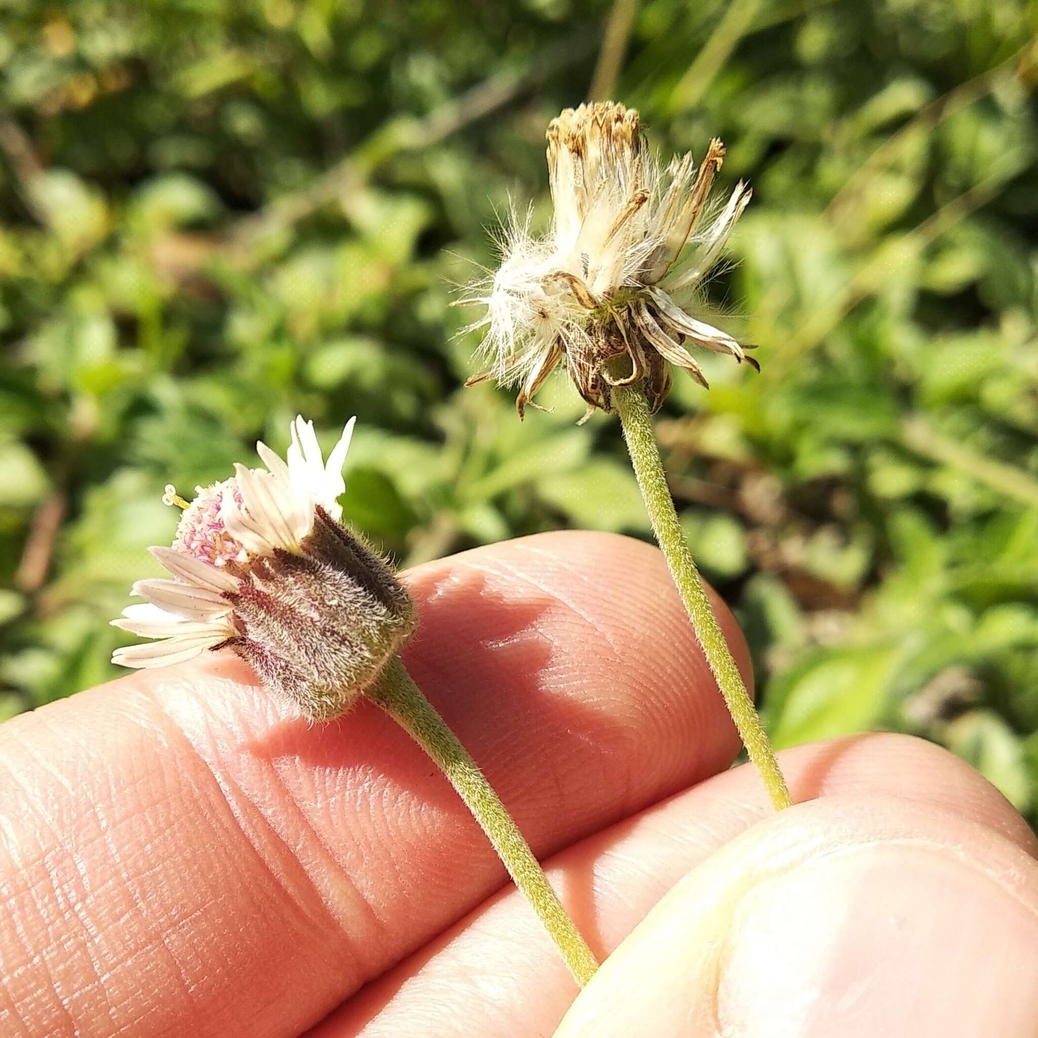 Imagem de Tridax mexicana A. M. Powell