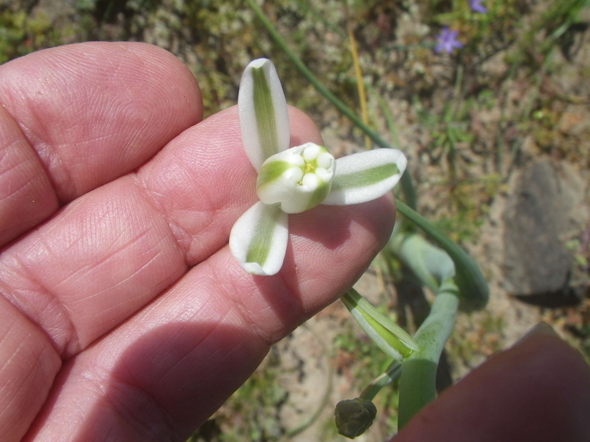 Image de Albuca canadensis (L.) F. M. Leight.