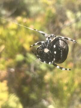 Image of Caerostris corticosa Pocock 1902