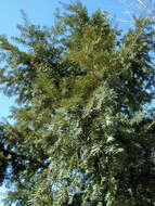 Image of English yew