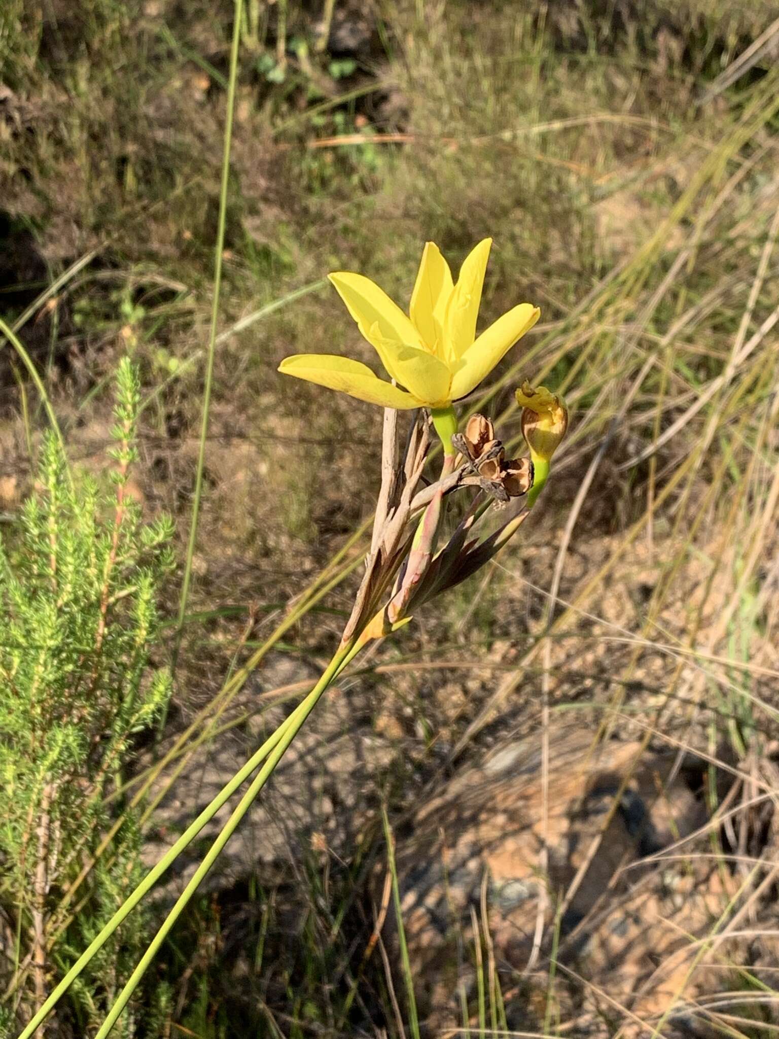 Слика од Bobartia longicyma Gillett