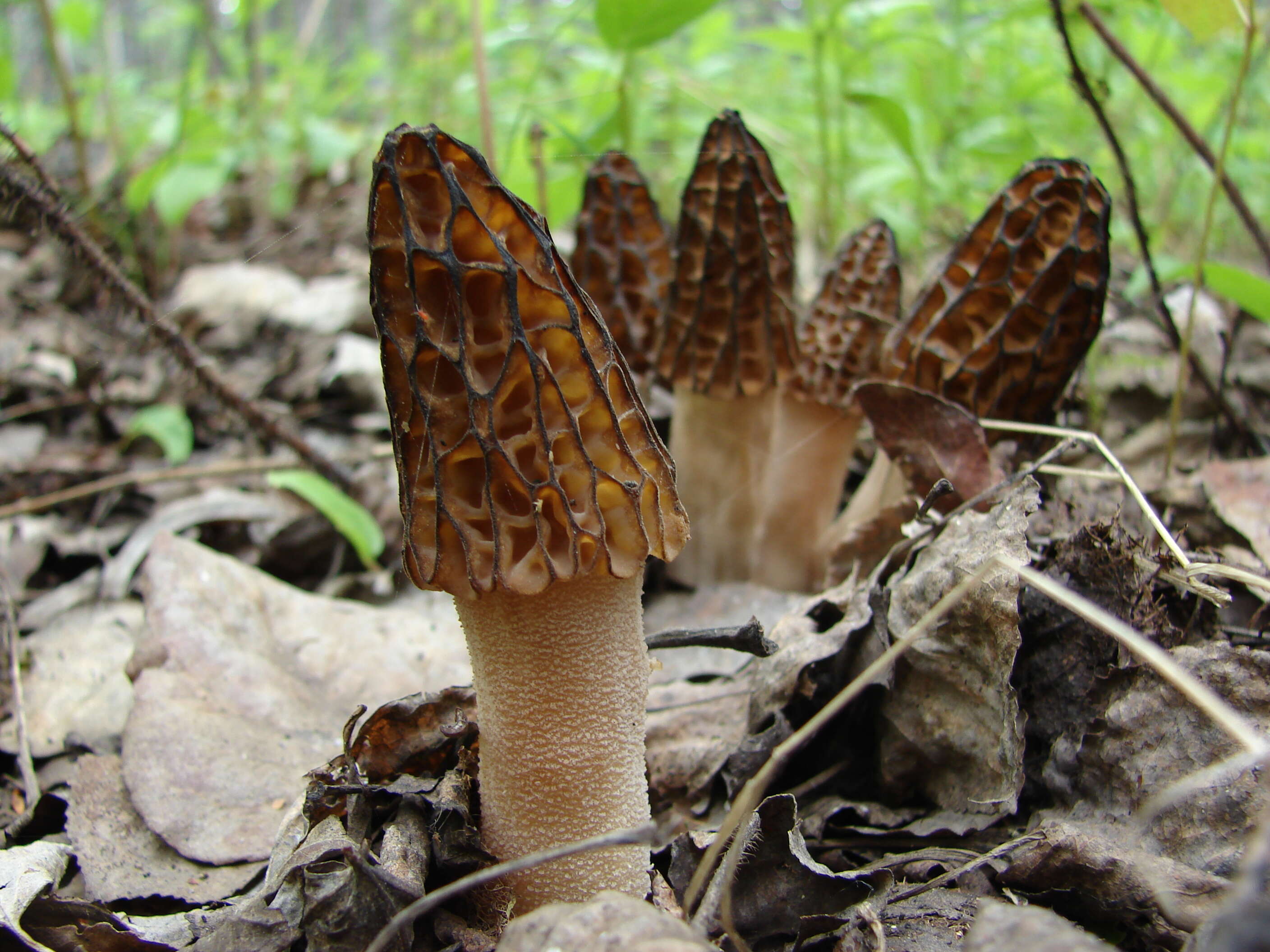 Image of Morchella elata Fr. 1822