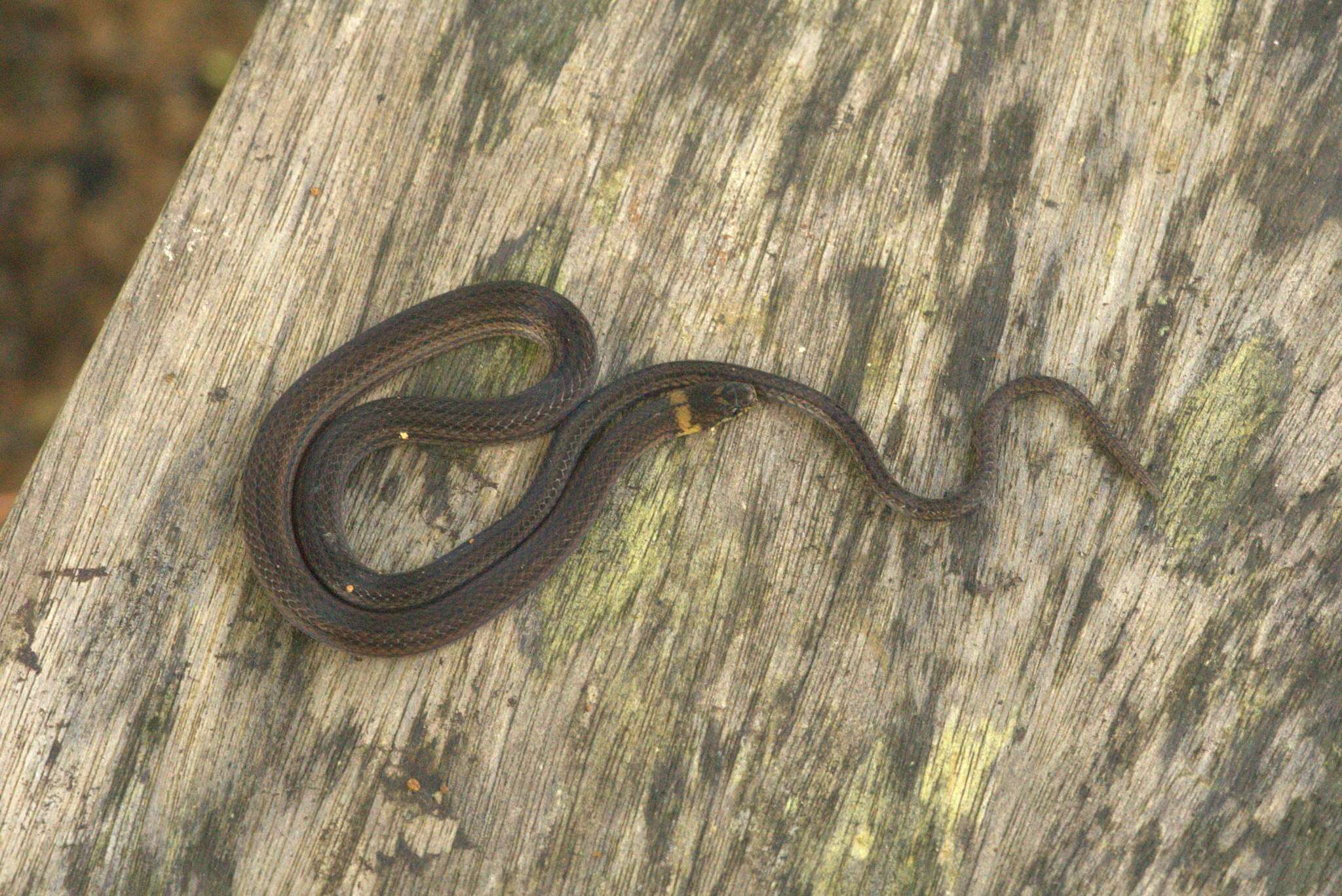 Image of Cope's Tropical Ground Snake